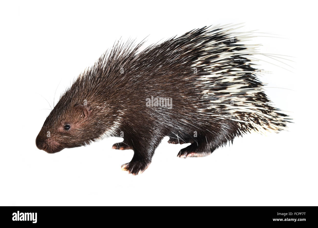 porcupine isolated on white background Stock Photo