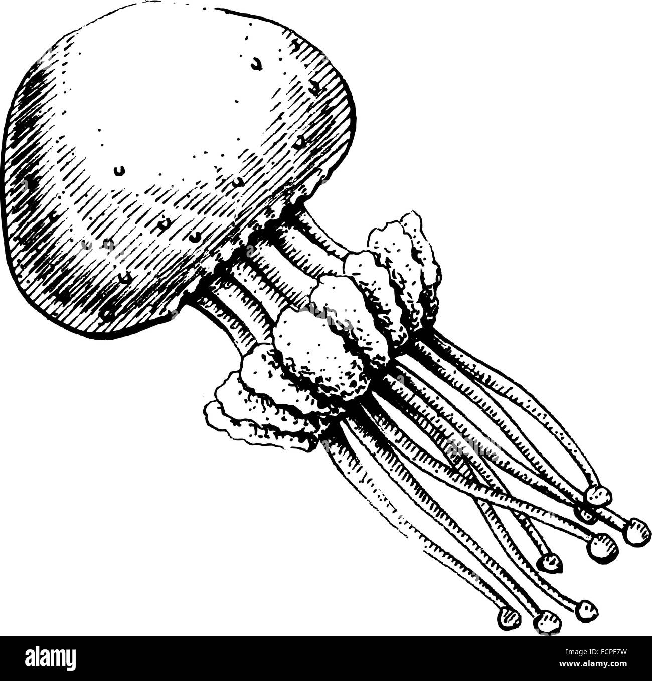 Jellyfish, vector illustration, sketch Stock Photo