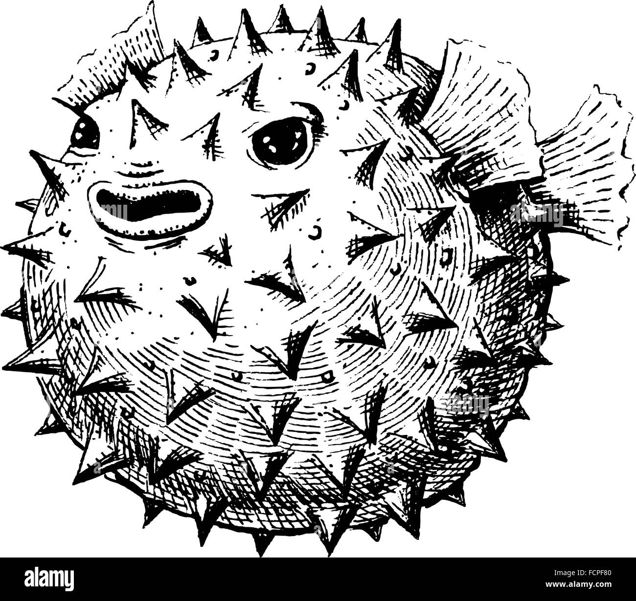 Puffer fish drawing illustration Black and White Stock Photos & Images -  Alamy