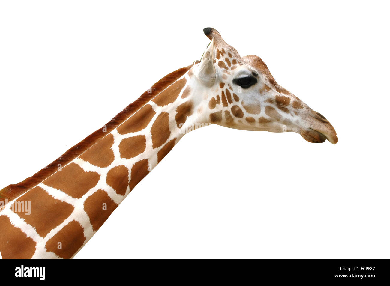 giraffe isolated on white background Stock Photo