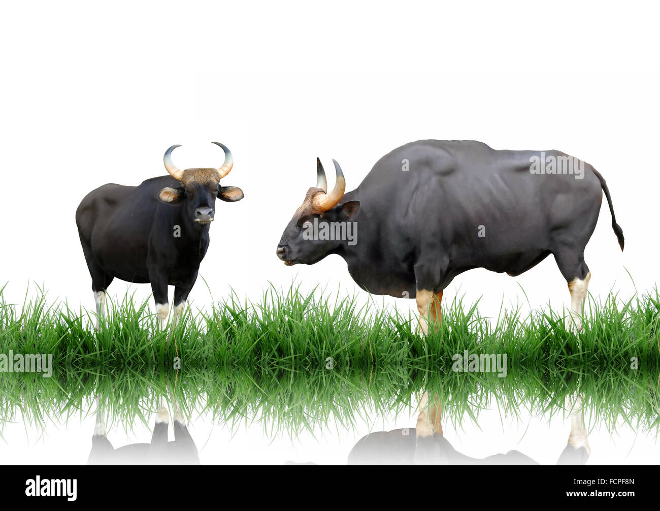 gaur with green grass isolated Stock Photo