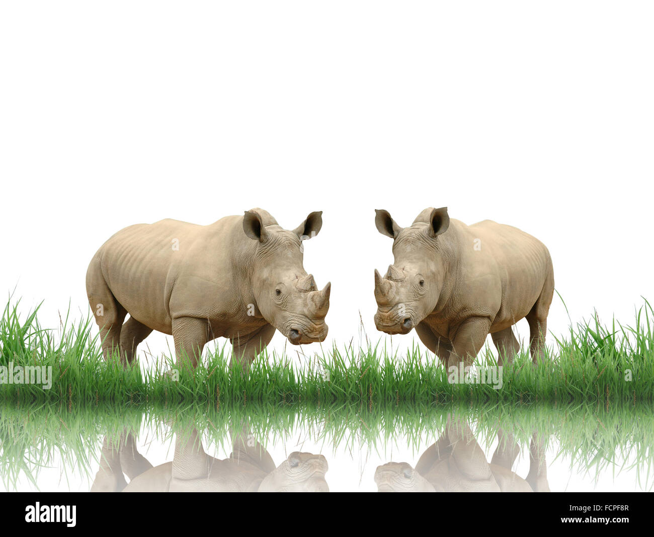 rhinoceros with green grass isolated Stock Photo