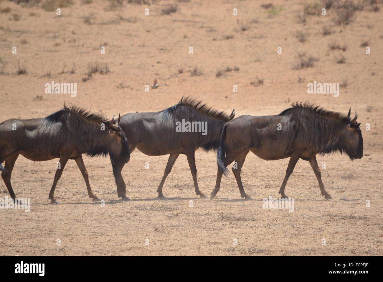 Three wildebeest in the Kgalagadi Transfrontier Park, South Africa Stock Photo
