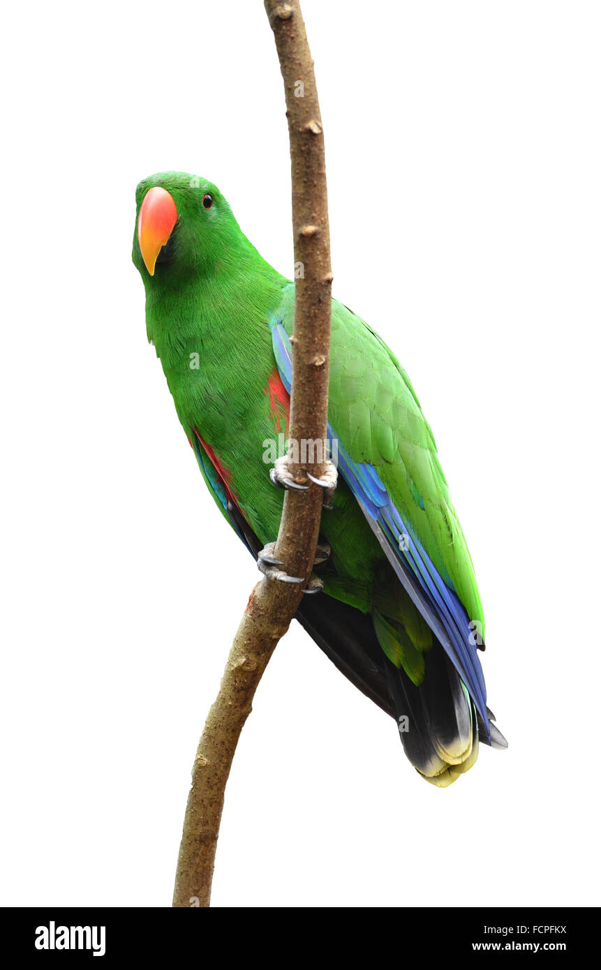 Male Eclectus Parrot isolated on white background Stock Photo