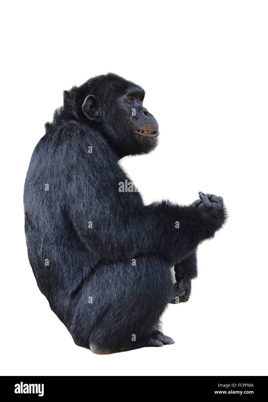chimpanzee, simia troglodytes isolated on white background Stock Photo