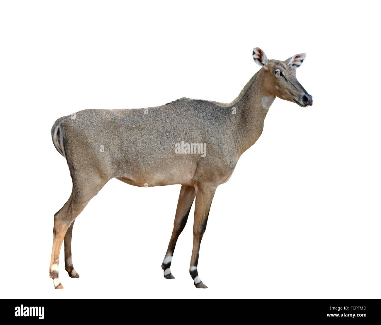 female Nilgai or Blue bull isolated on white background Stock Photo - Alamy female Nilgai or Blue bull isolated on white background Stock Photo - Alamy