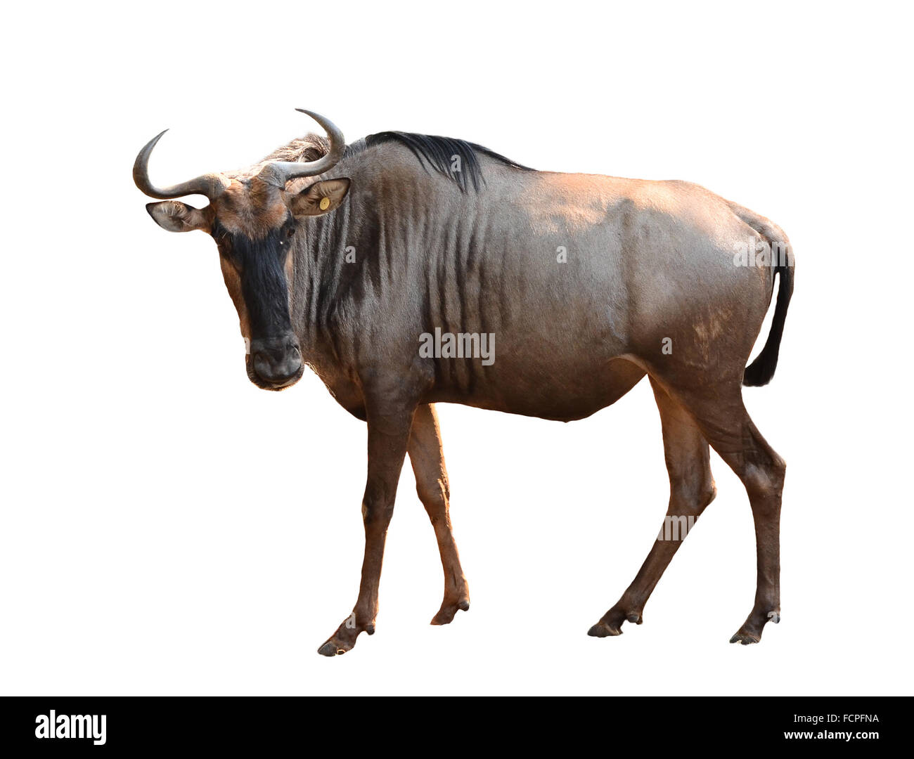 adult wilderbeest isolated on white background Stock Photo - Alamy