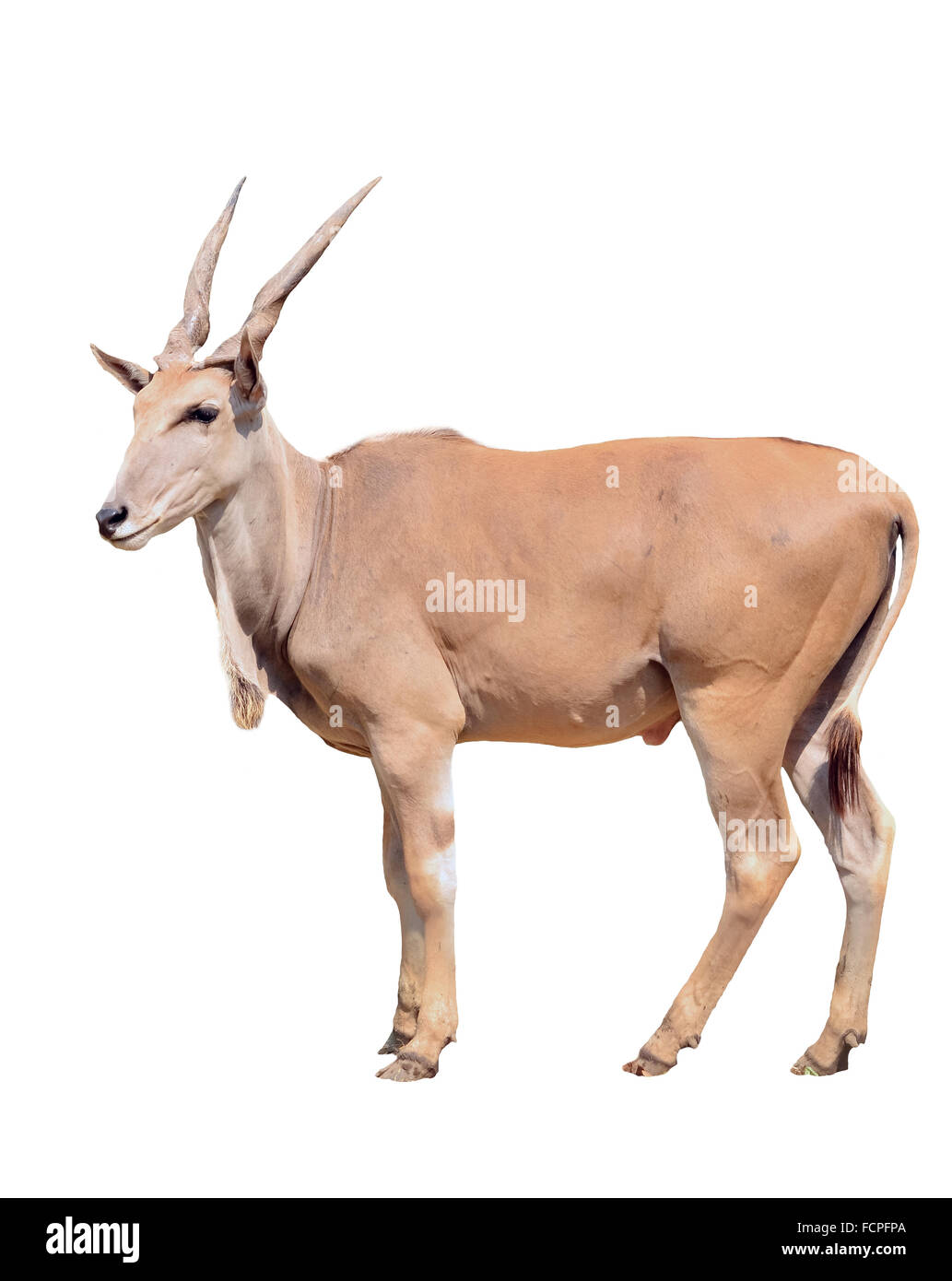eland isolated on white background Stock Photo
