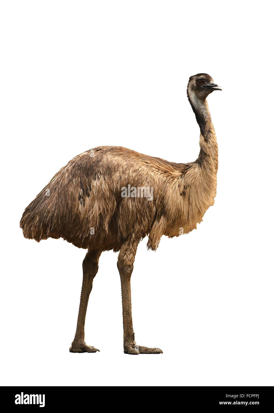 an australian emu isolated on white background Stock Photo