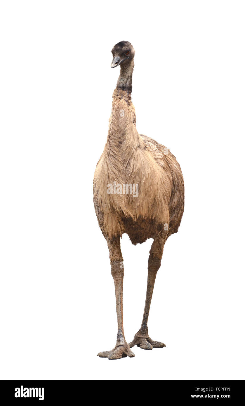 an australian emu isolated on white background Stock Photo