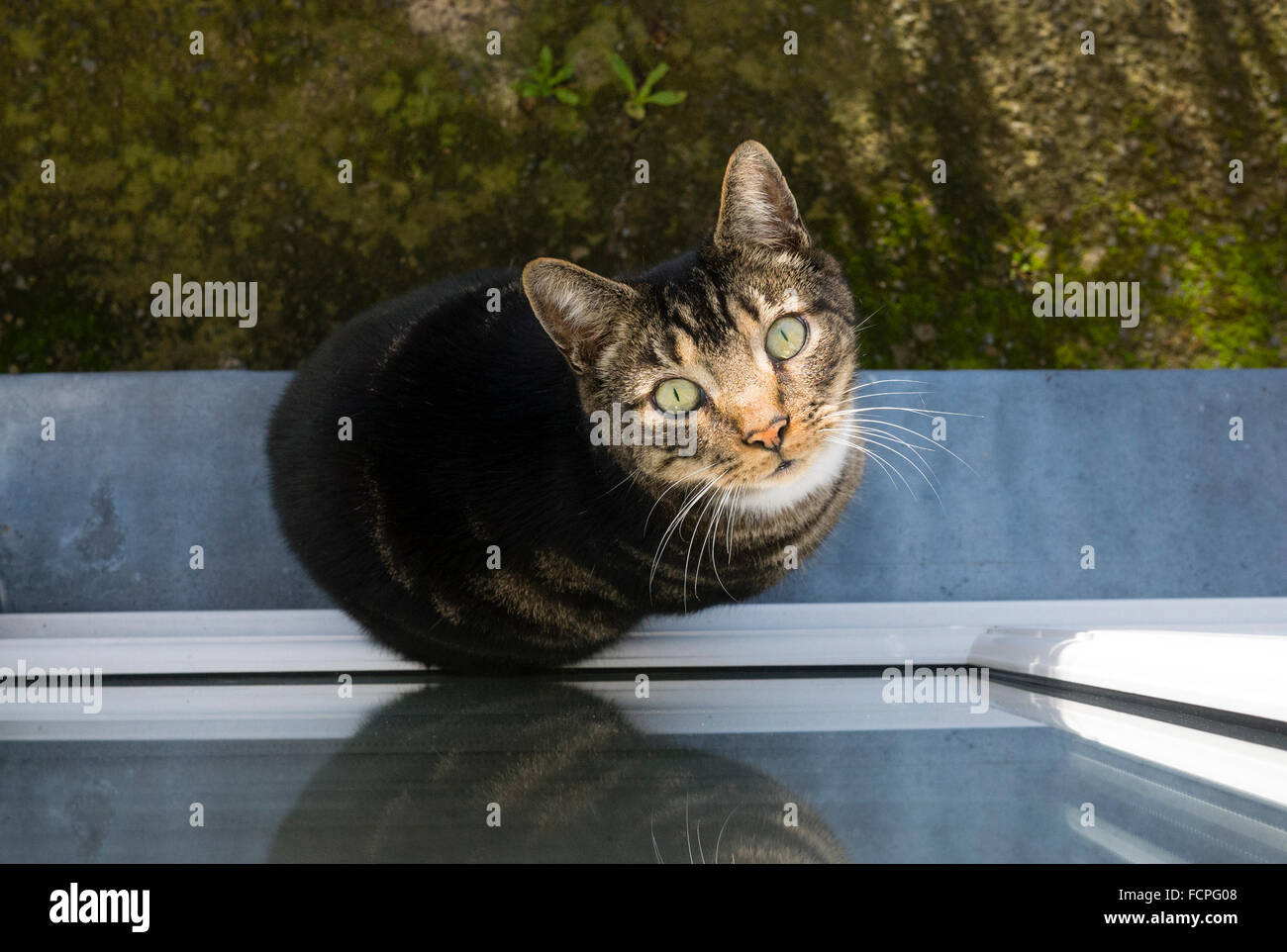 Cat in shop window hires stock photography and images Alamy
