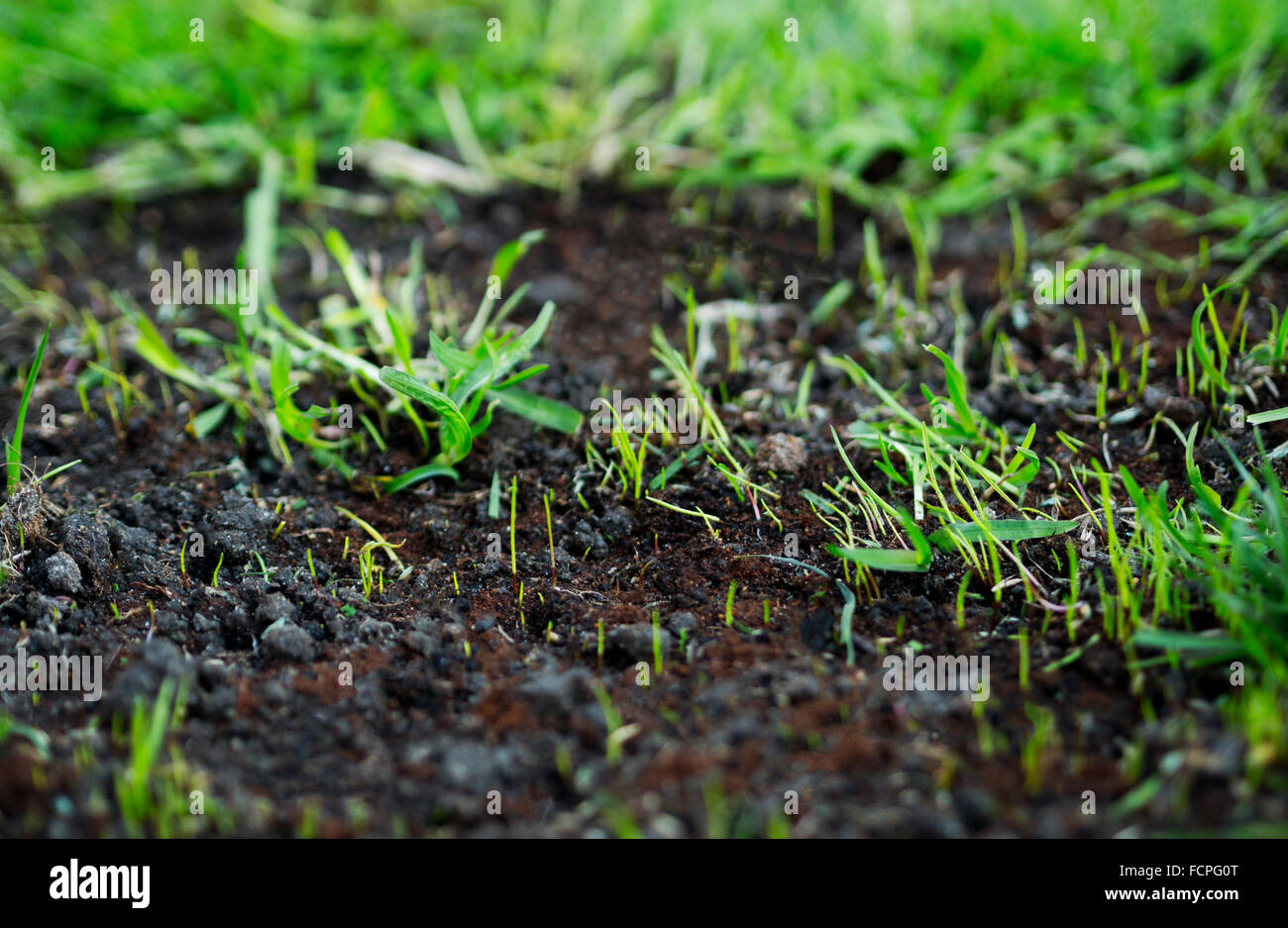 Newly sowed grass seed with young sprouting grass growing in spring Stock Photo