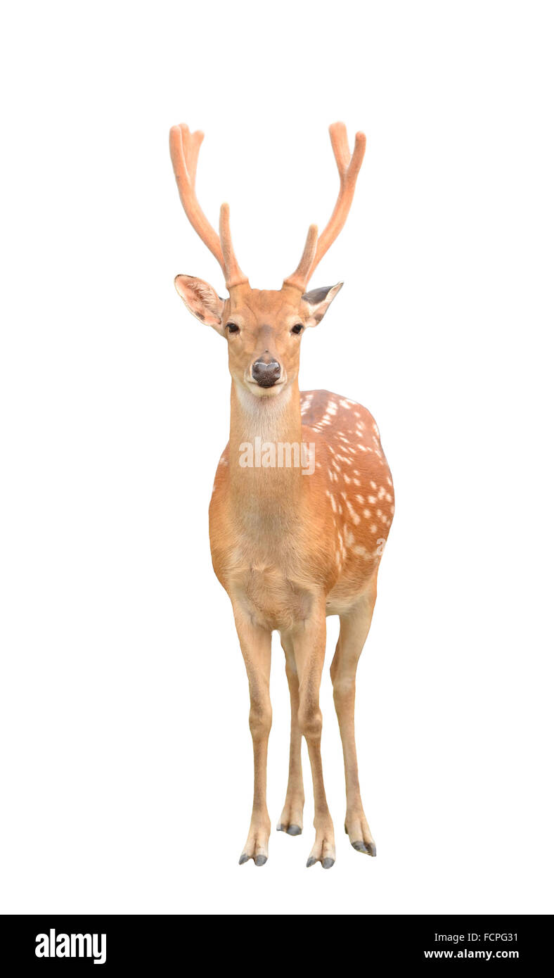 male sika deer isolated on white background Stock Photo