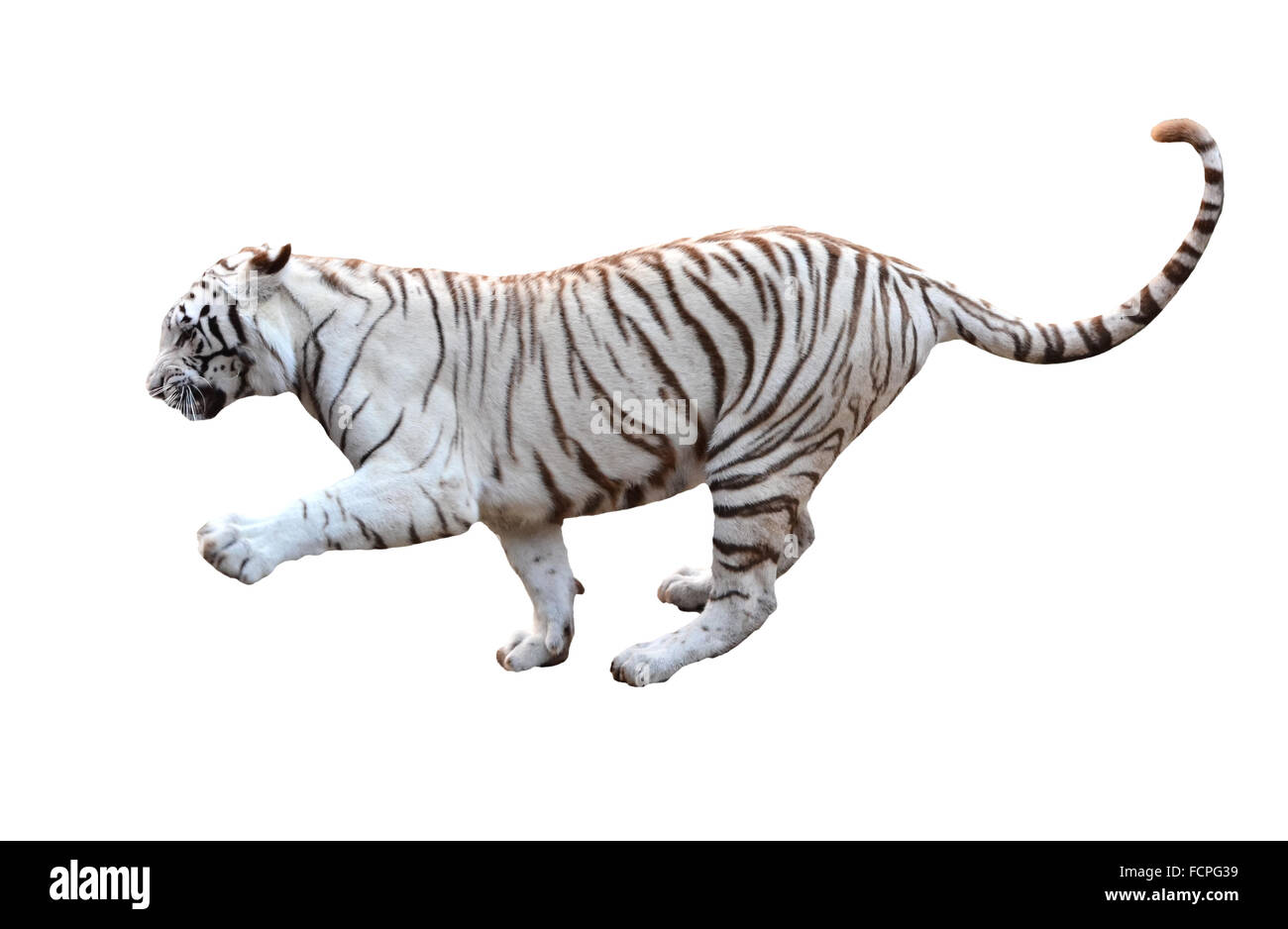 white bengal tiger isolated on white background Stock Photo - Alamy