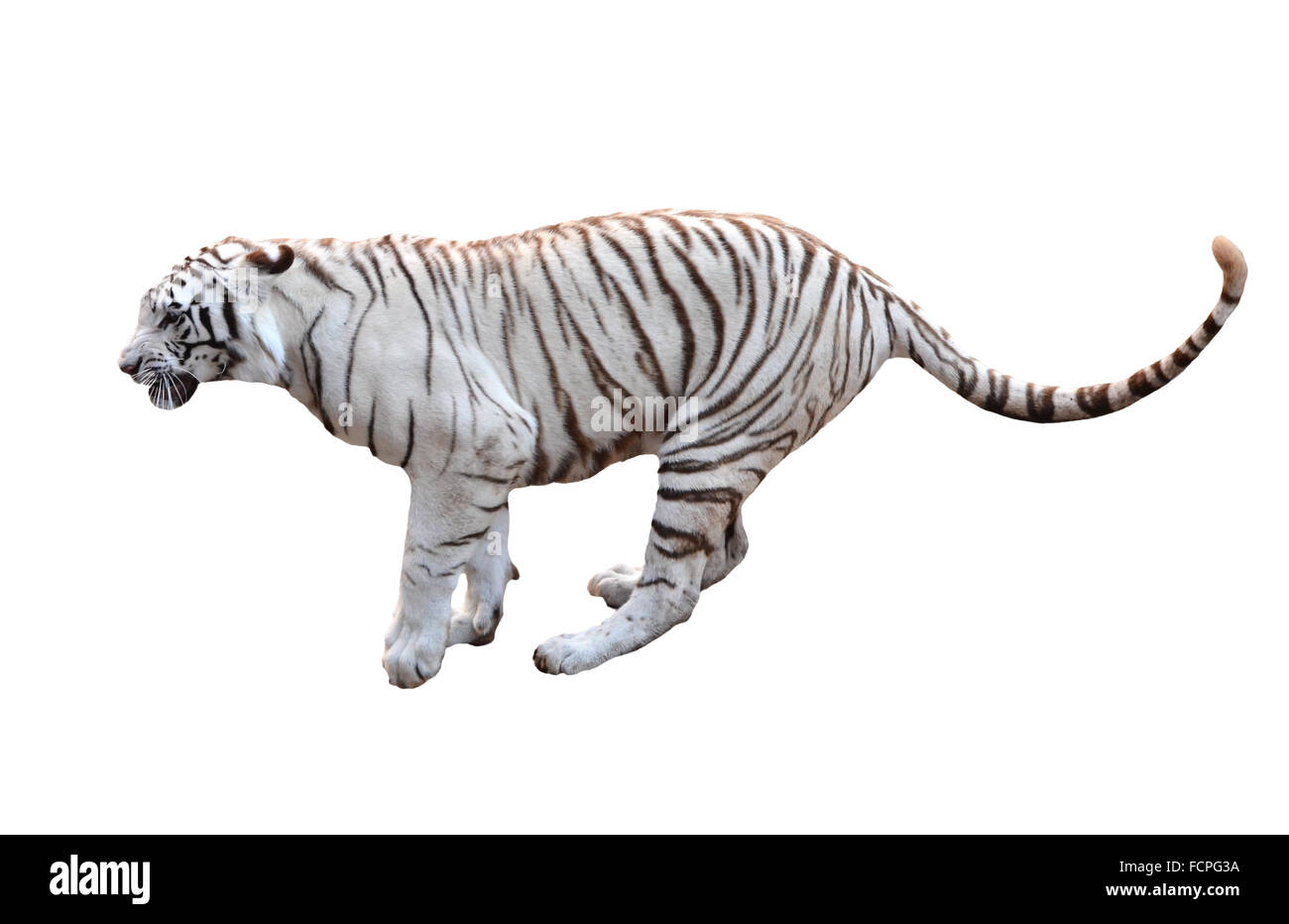 white bengal tiger isolated on white background Stock Photo - Alamy