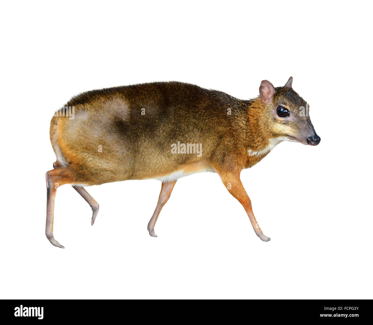 lesser mouse deer isolated on white background Stock Photo