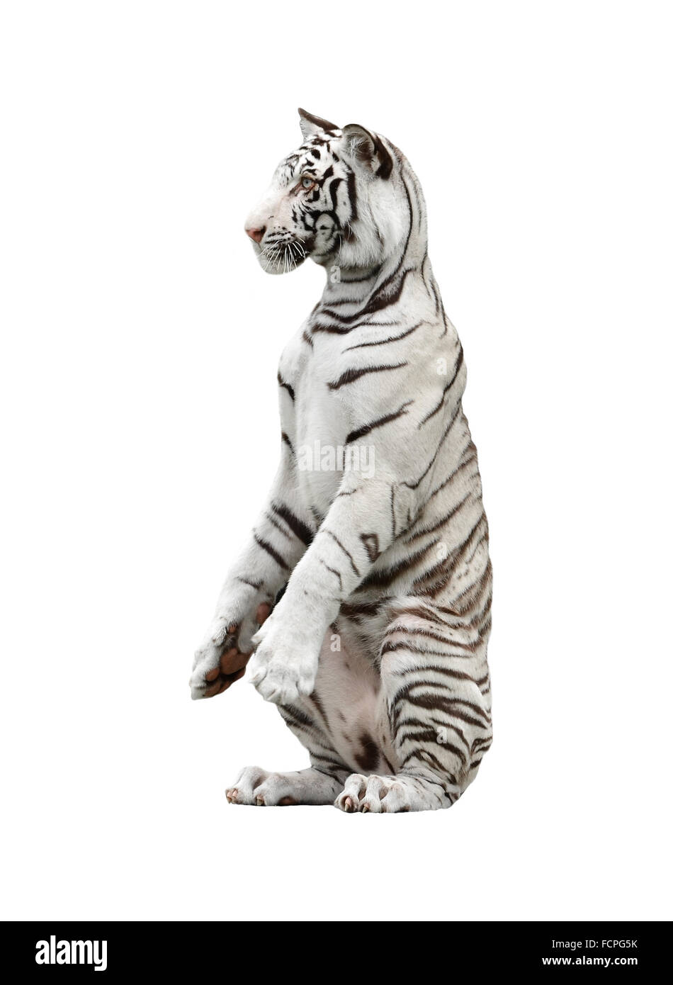 white bengal tiger isolated on white background Stock Photo