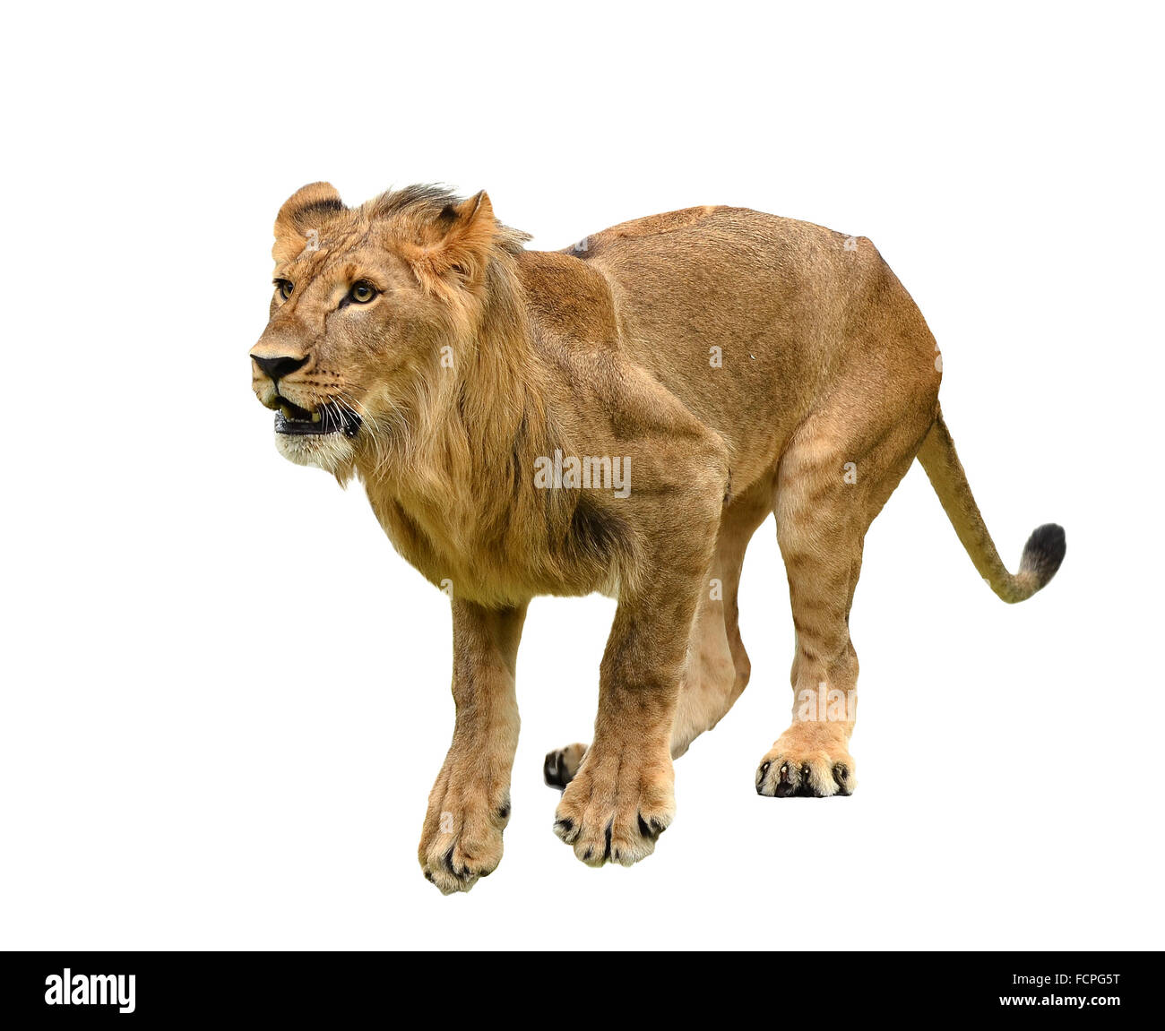 young lion isolated on white a background Stock Photo - Alamy