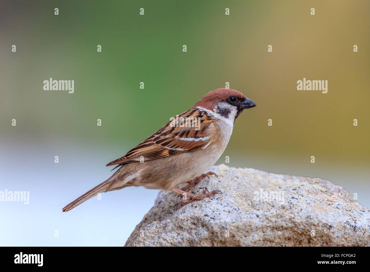 Sparrow (Passer domesticus) Stock Photo