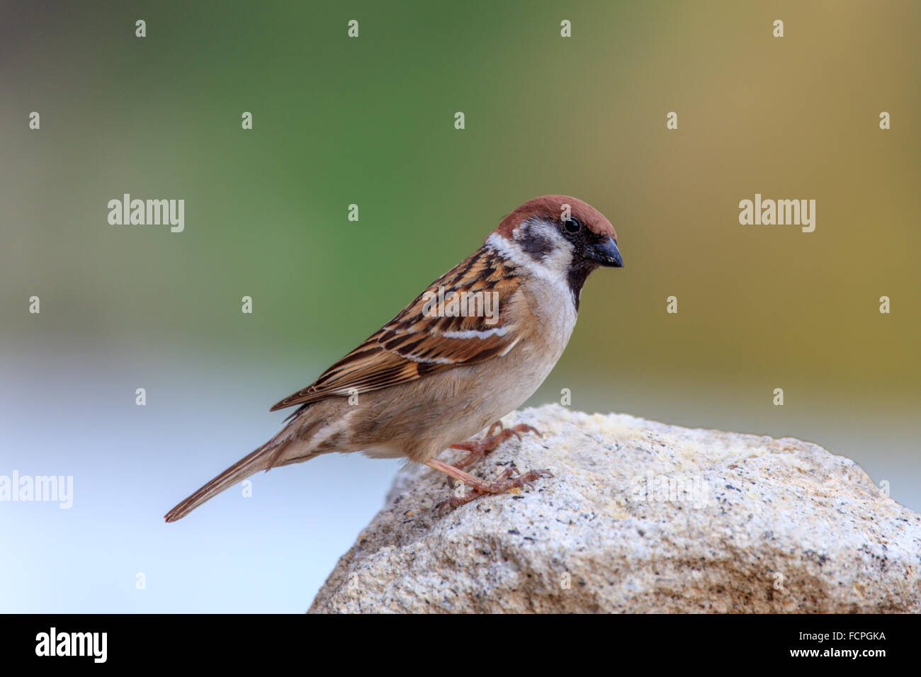Sparrow (Passer domesticus) Stock Photo