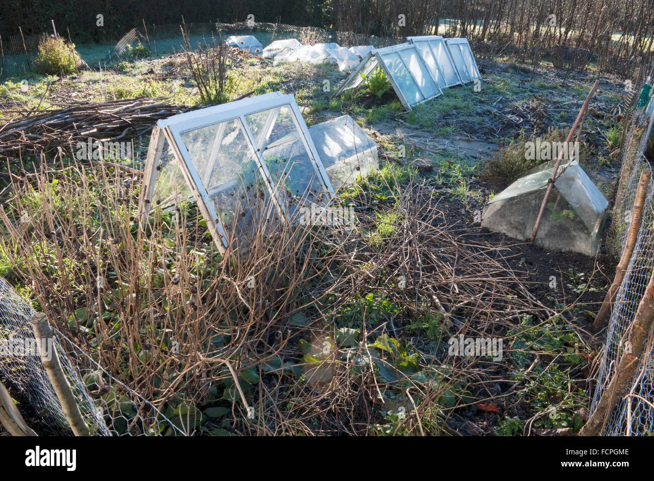 Unkempt and untidy veg plot in winter frost. Glass cloches covering last crops of the year; perpetual spinach and some parsley. North Wales, UK Stock Photo