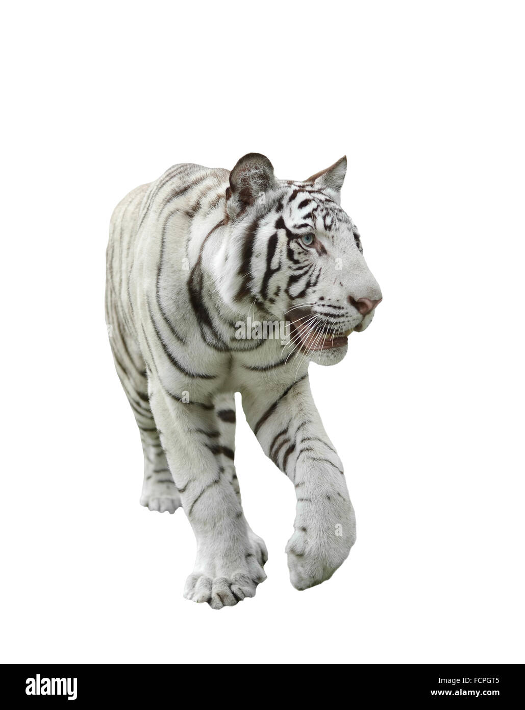 white bengal tiger isolated on white background Stock Photo