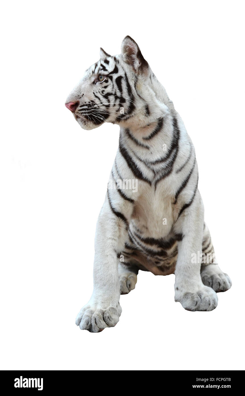 white bengal tiger isolated on white background Stock Photo - Alamy