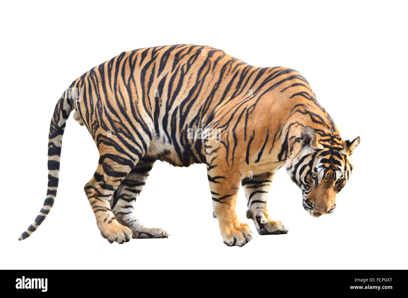 bengal tiger isolated on white background Stock Photo - Alamy