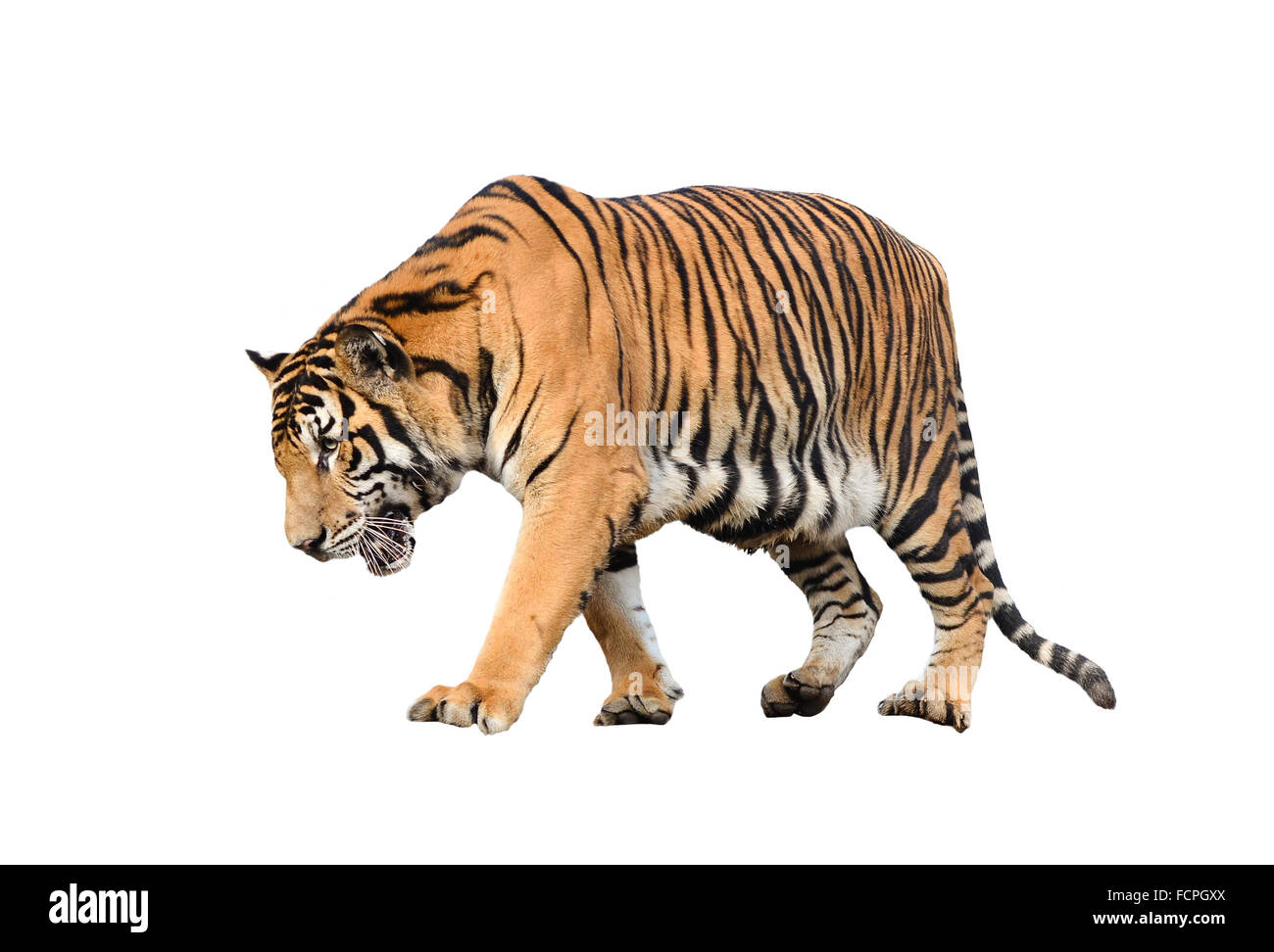 bengal tiger isolated on white background Stock Photo - Alamy
