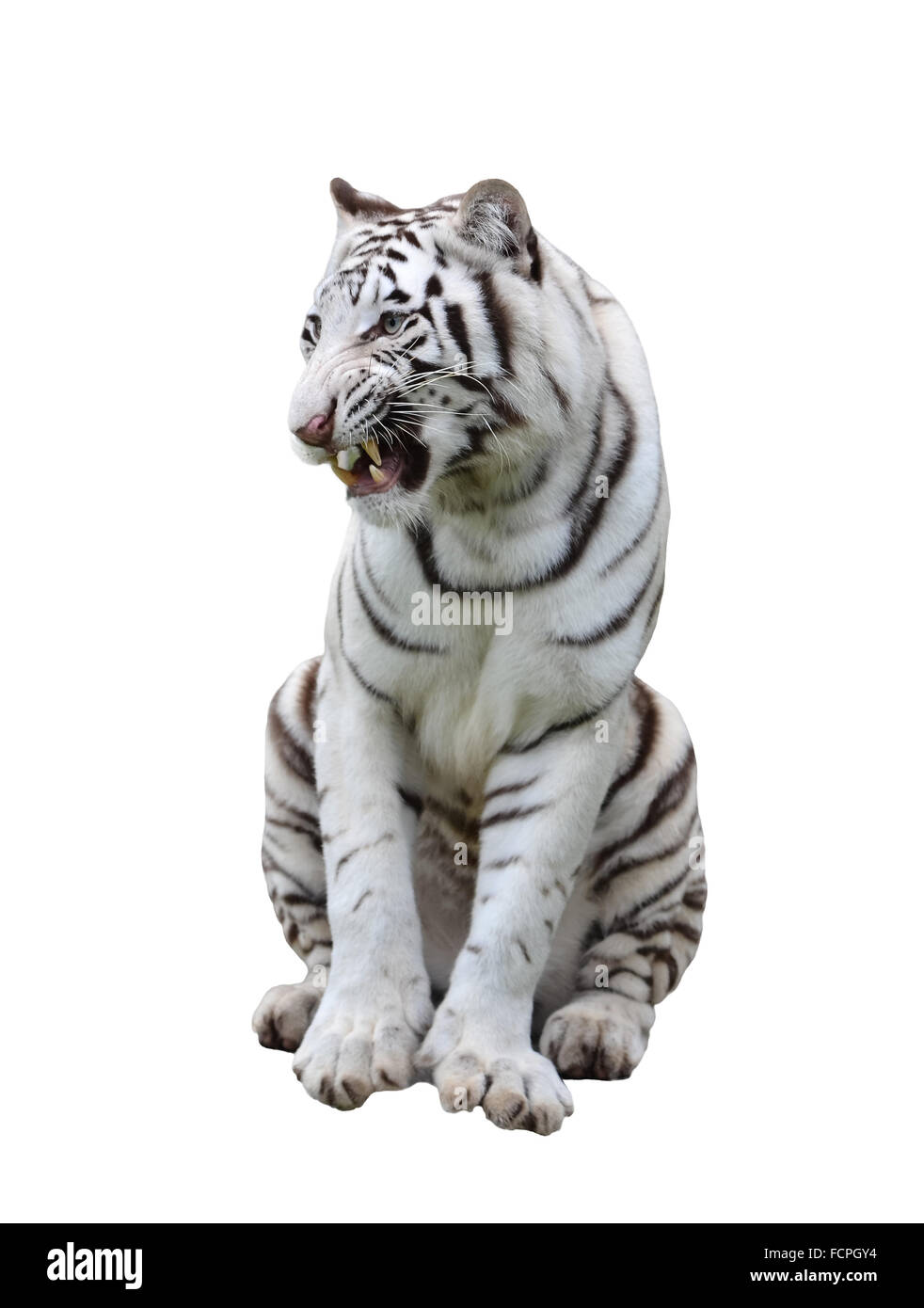 white bengal tiger isolated on white background Stock Photo - Alamy