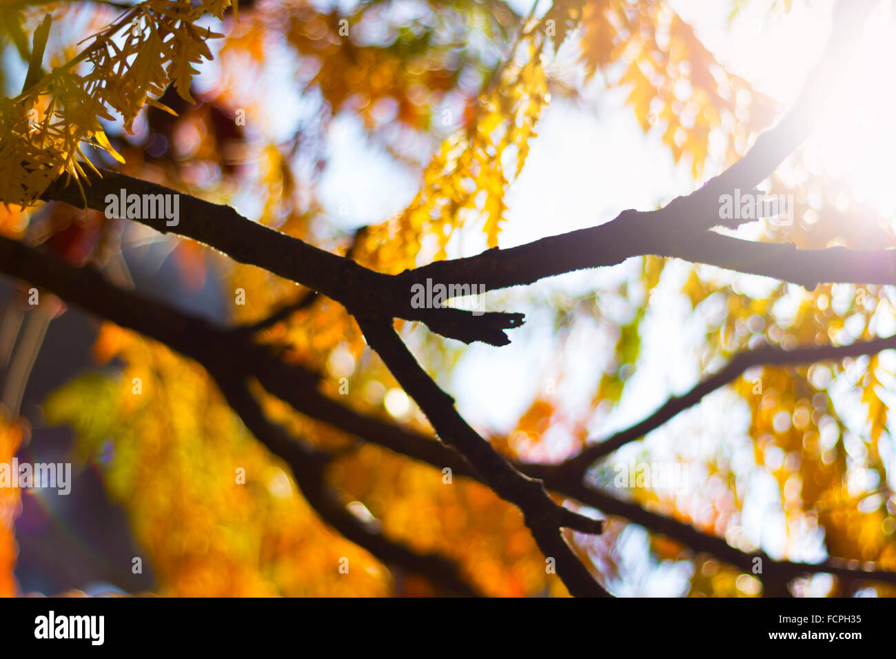 Autumn branches with leaves in contrejour Stock Photo