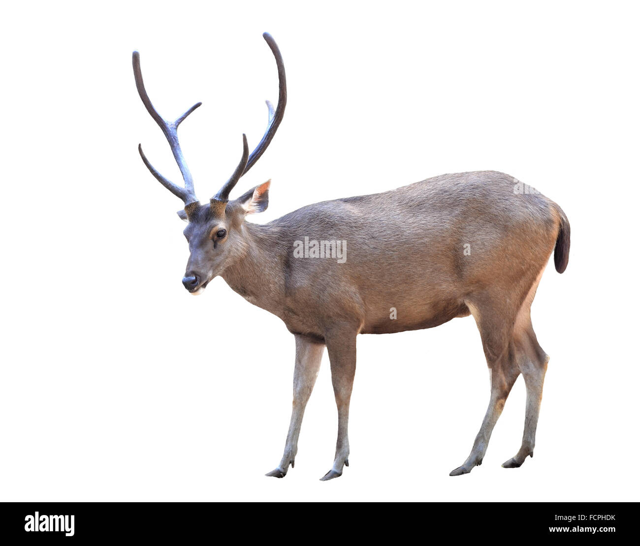 male sambar deer isolated on white background Stock Photo