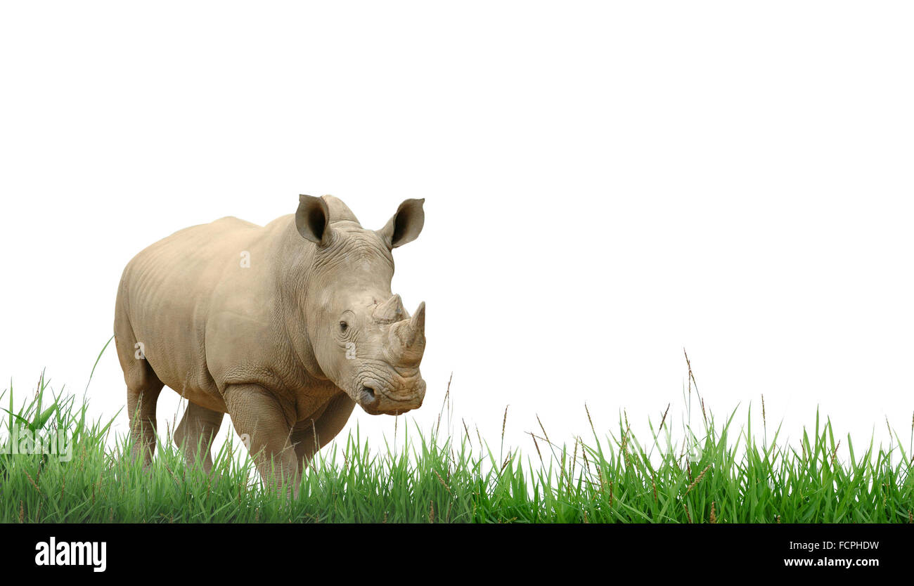 rhinoceros with green grass isolated Stock Photo