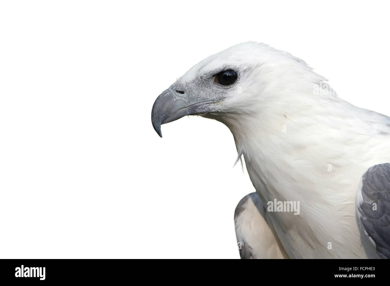 white bellied sea eagle isolated on white background Stock Photo