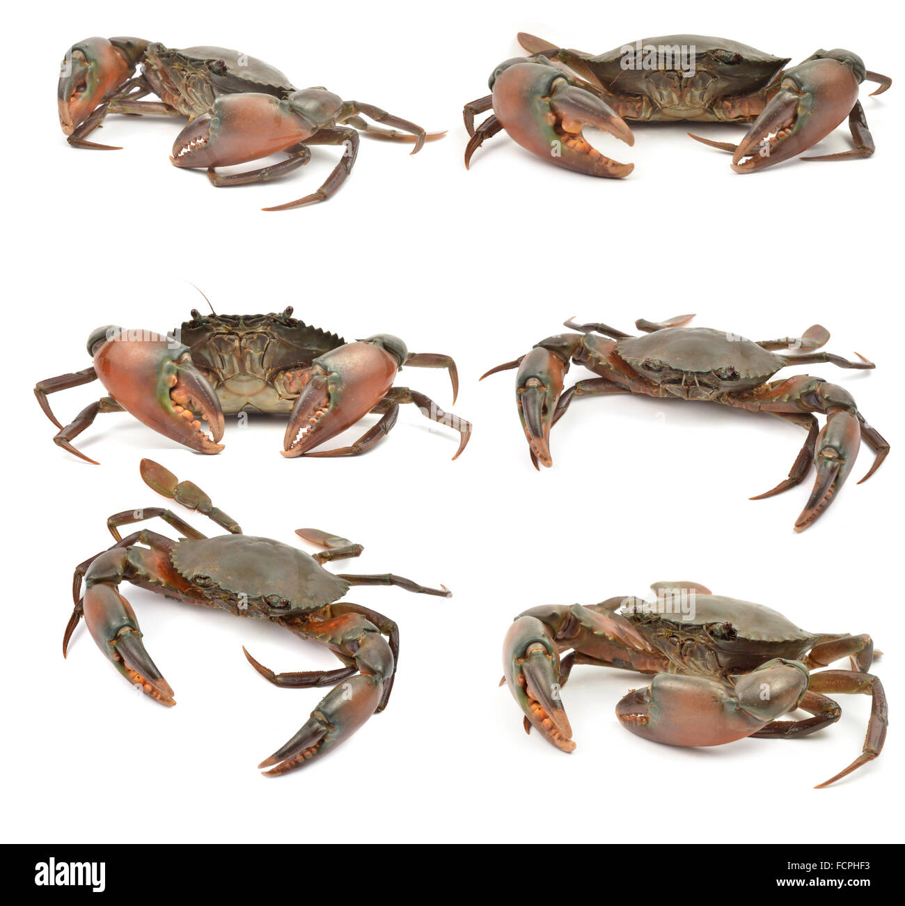 crab isolated on white background Stock Photo