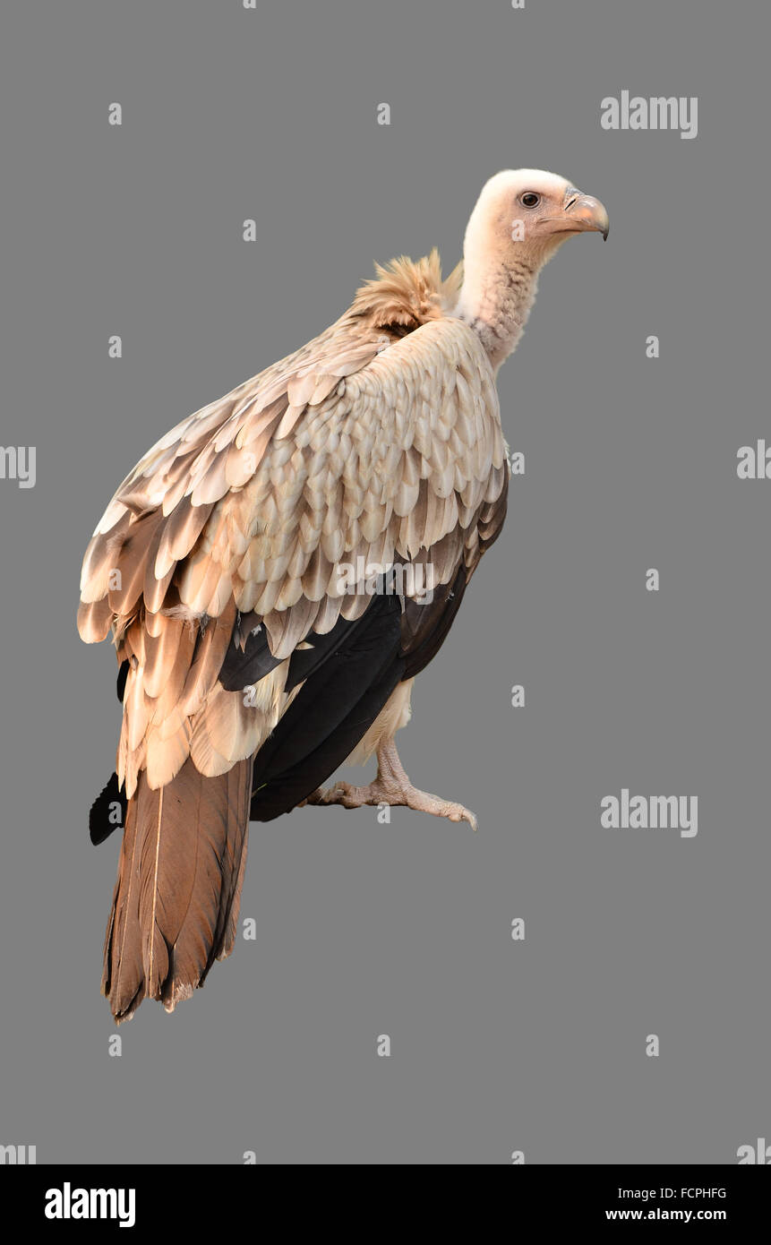 vulture isolated on white background Stock Photo