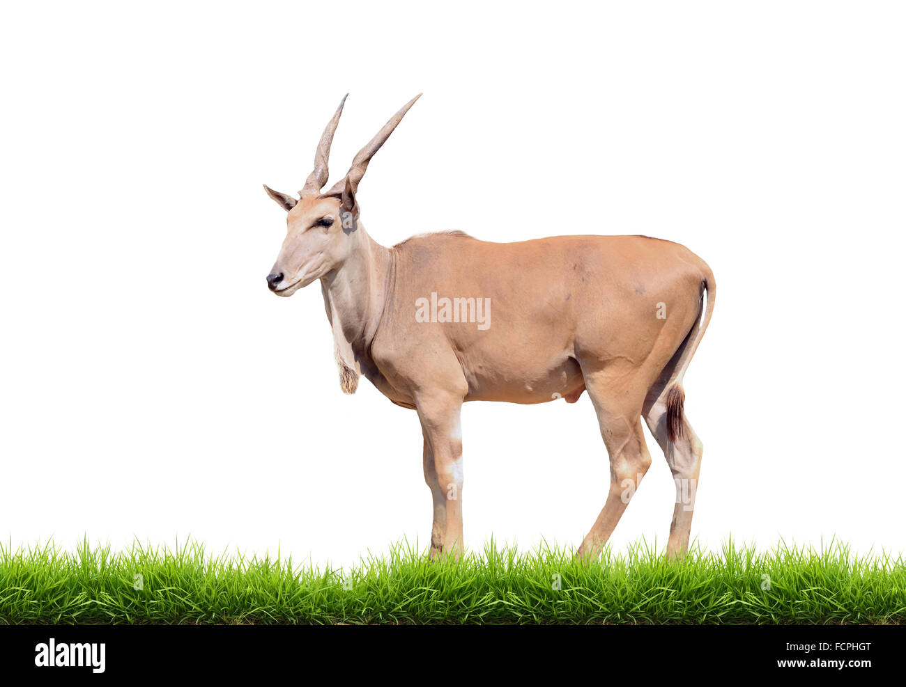 eland with green grass isolated on white background Stock Photo