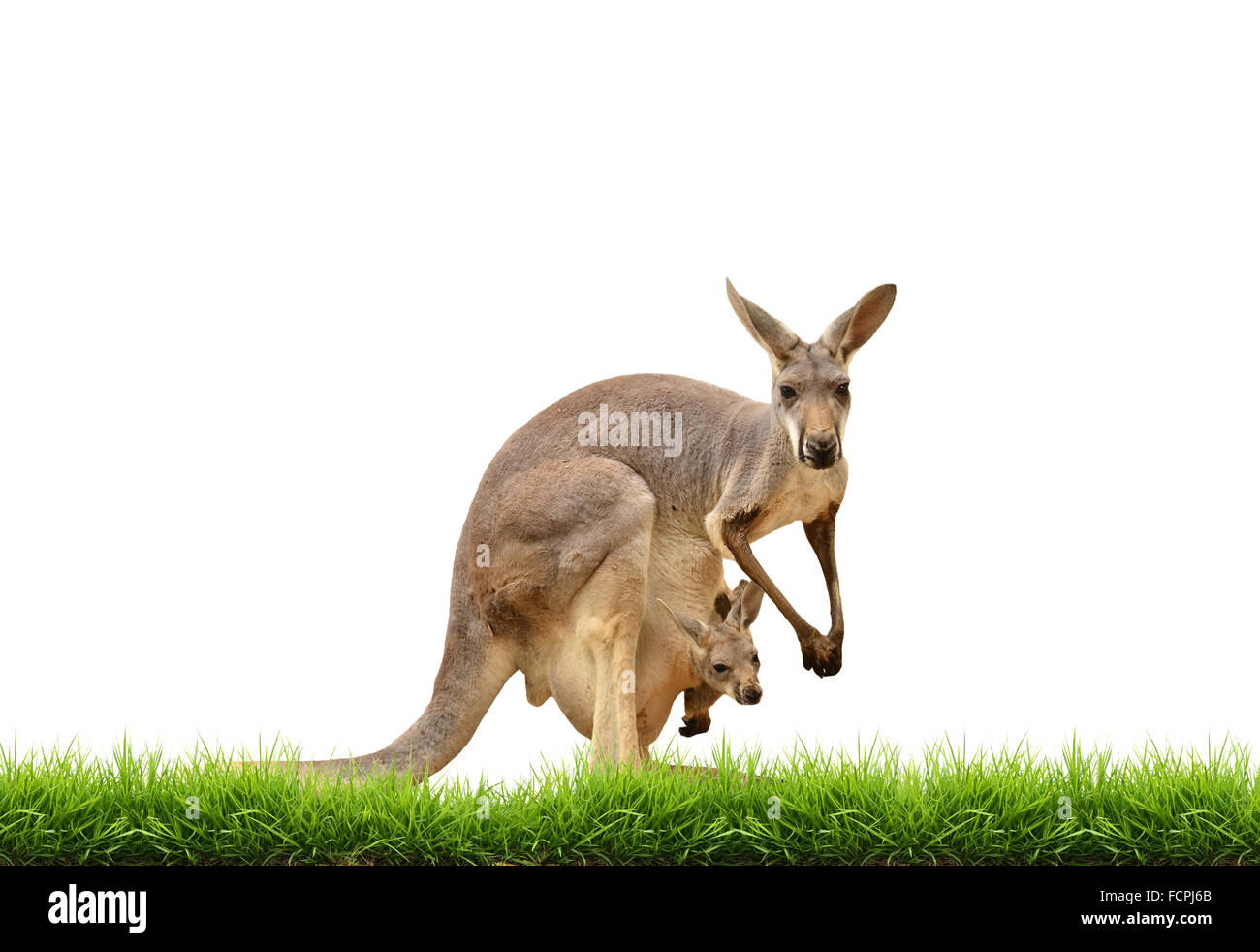kangaroo with green grass isolated on white background Stock Photo