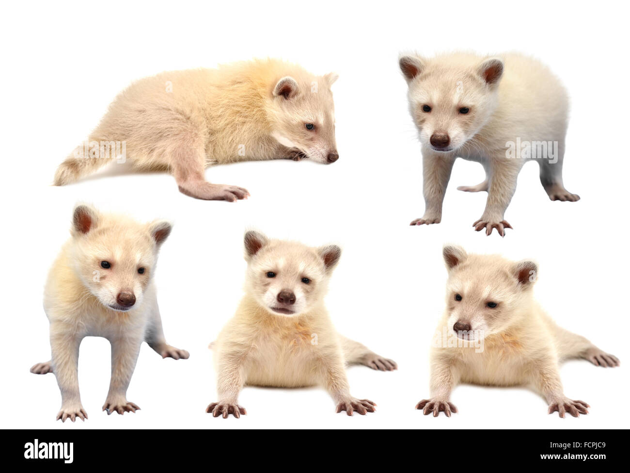 collection of baby albino raccoon isolated on white background Stock Photo