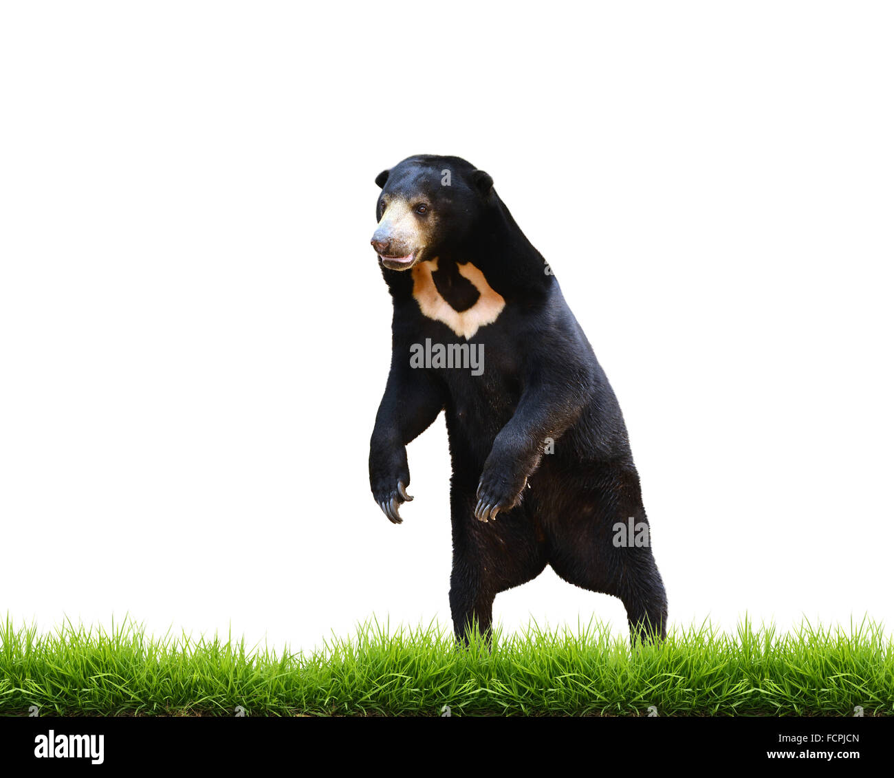 Bear funny face hi-res stock photography and images - Alamy Bear funny face hi-res stock photography and images - Alamy