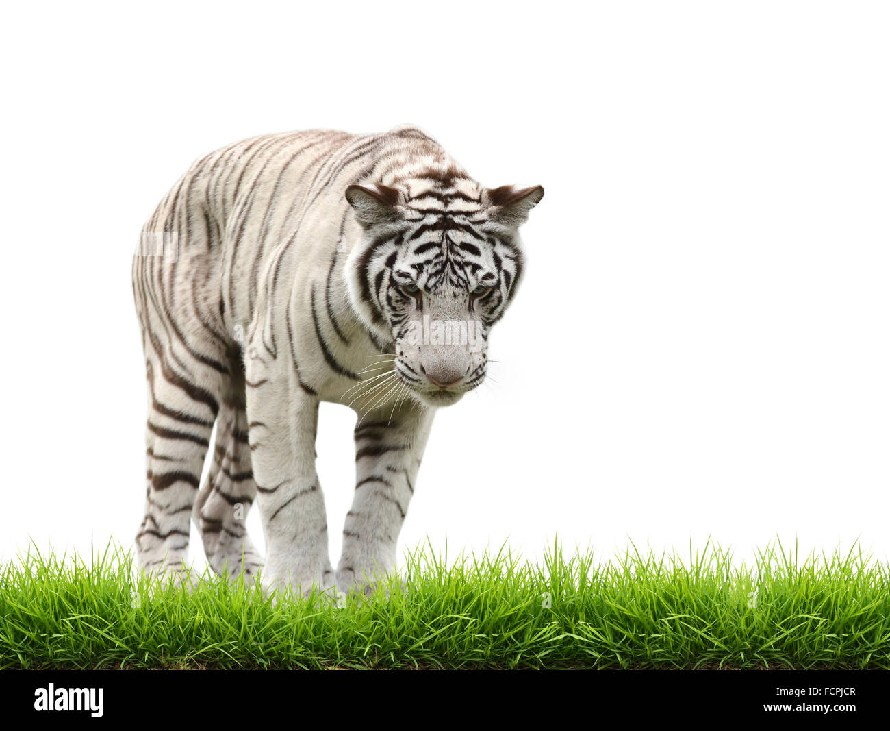 white bangal tiger with green grass isolated on white background Stock Photo