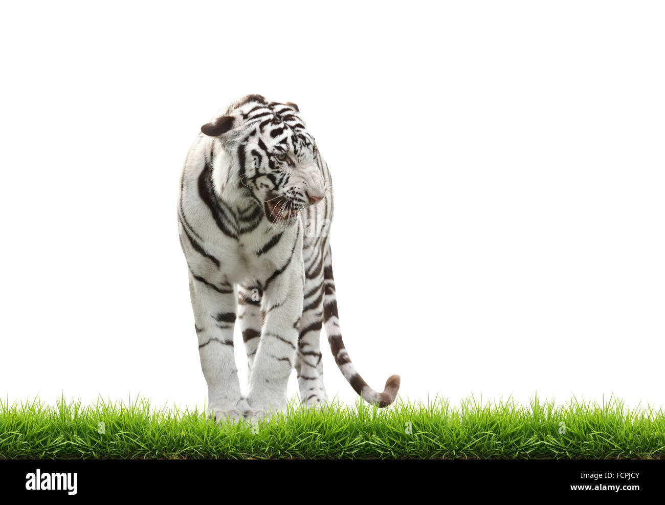 white begal tiger with green grass isolated on white background Stock Photo