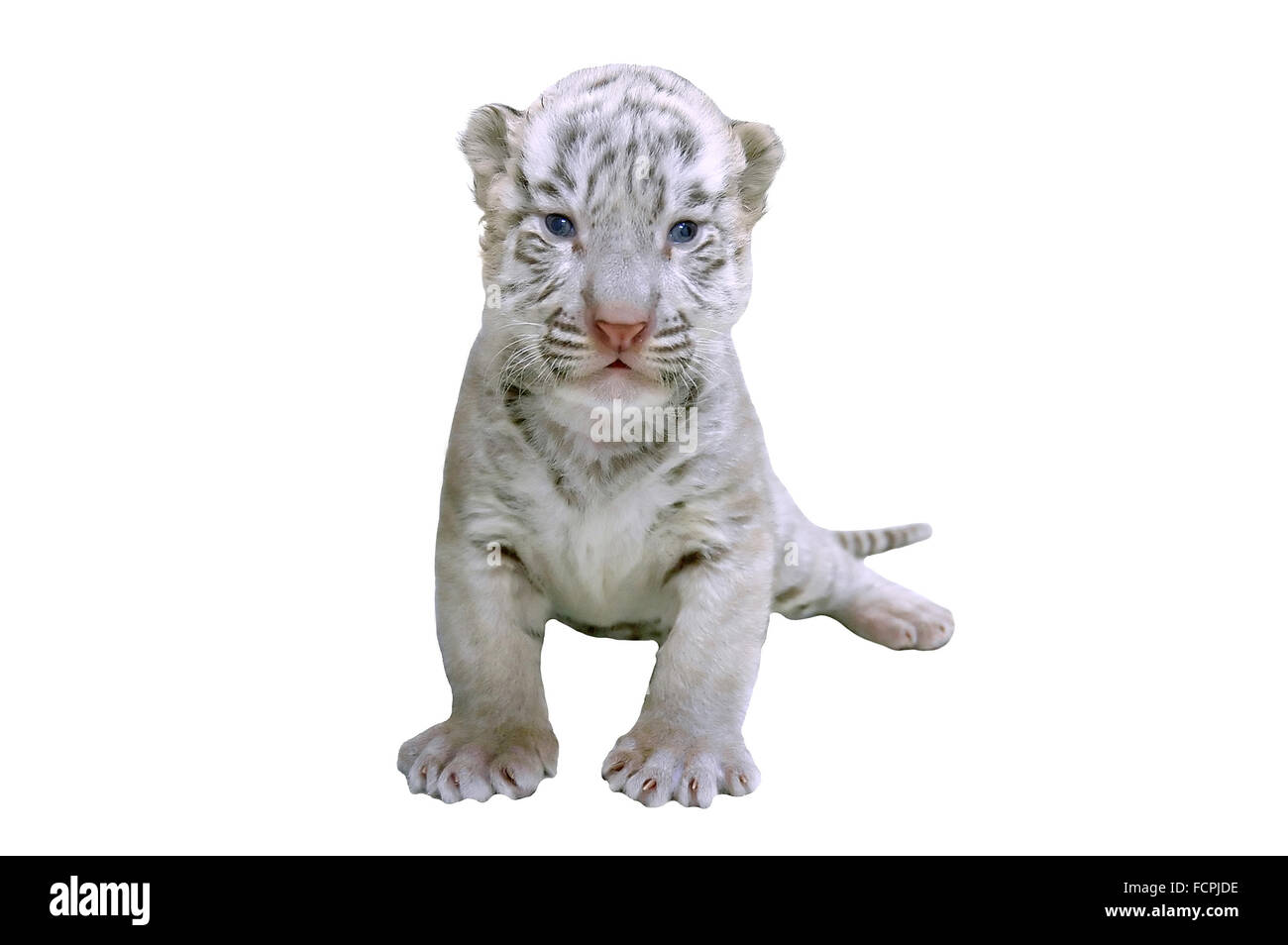 white and black baby tiger