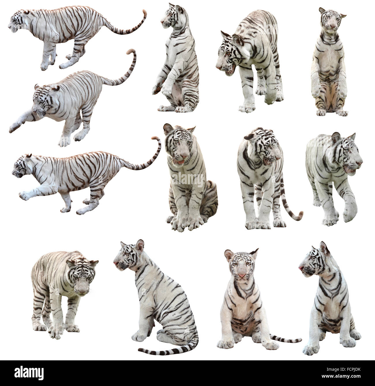 white bengal tiger isolated on white background Stock Photo - Alamy