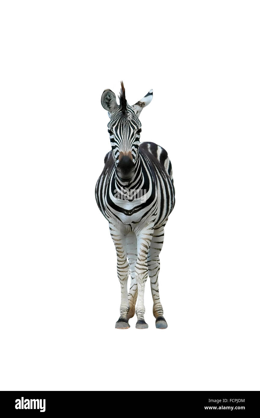 zebra isolated on white background Stock Photo - Alamy
