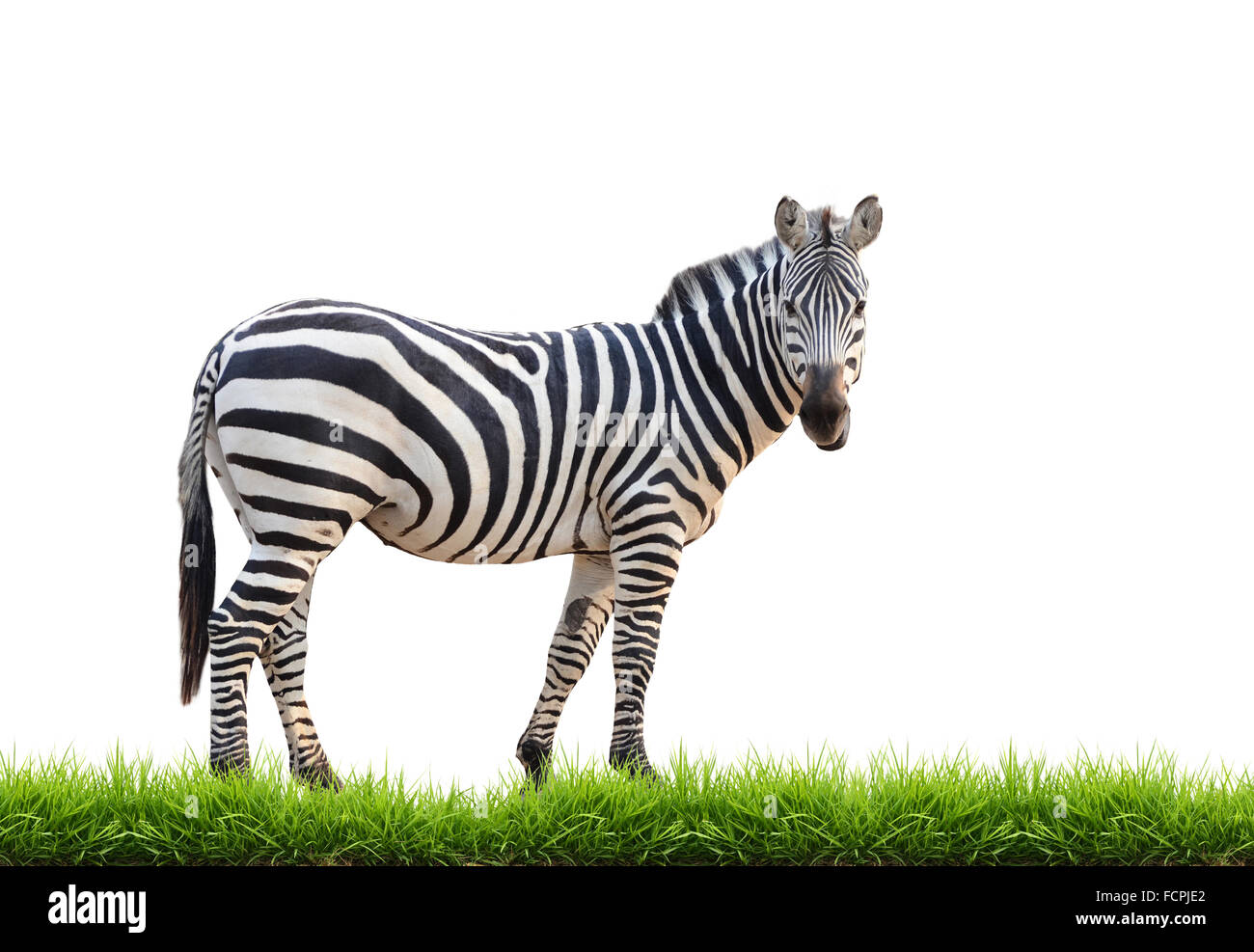 zebra with green grass isolated on white background Stock Photo - Alamy