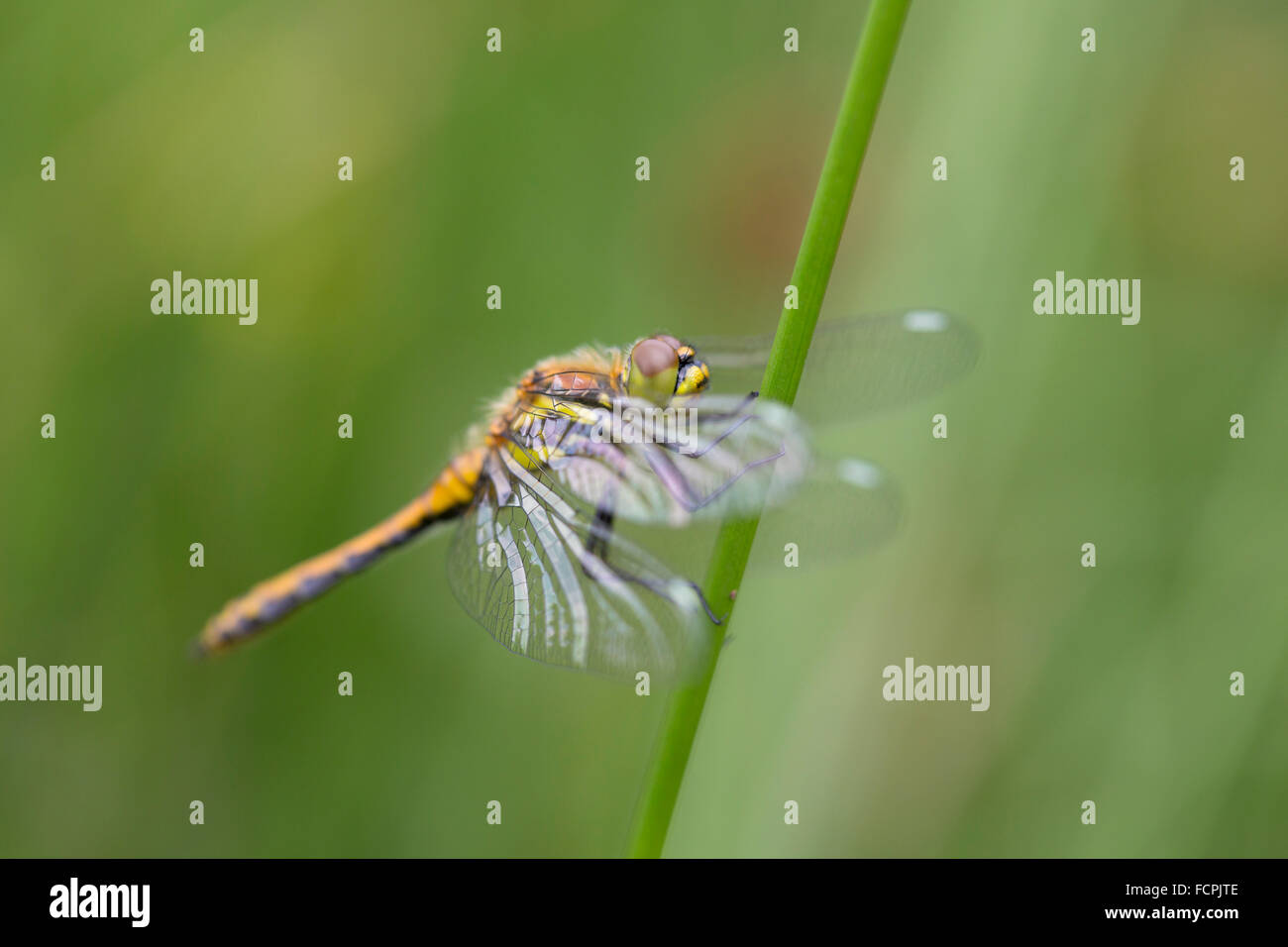 Black Darter Dragonfly; Sympetrum danae Single Immature Male on Stem Cornwall; UK Stock Photo
