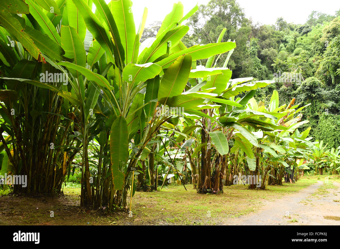 banana garden in northern thailand Stock Photo Alamy