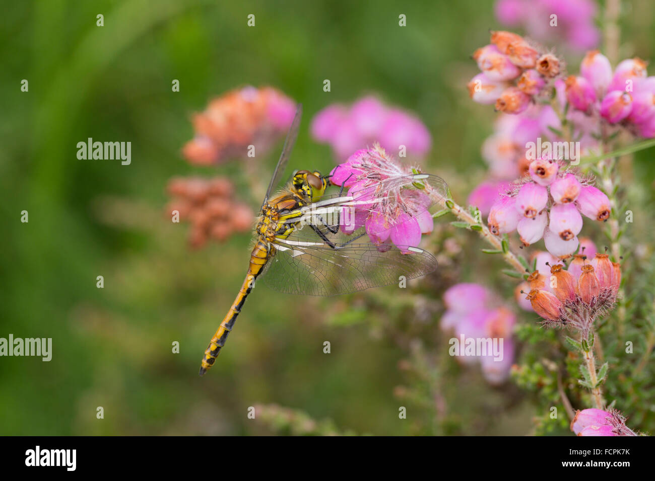 Black Darter Dragonfly; Sympetrum danae Single Immature Male on Heath Flower Cornwall; UK Stock Photo