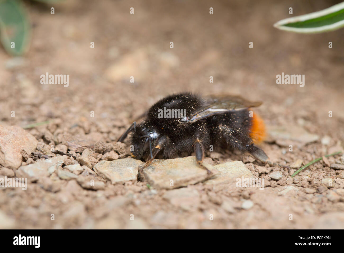 Red-Tailed Bumble Bee; Bombus lapidarius Single on Ground Cornwall; UK Stock Photo